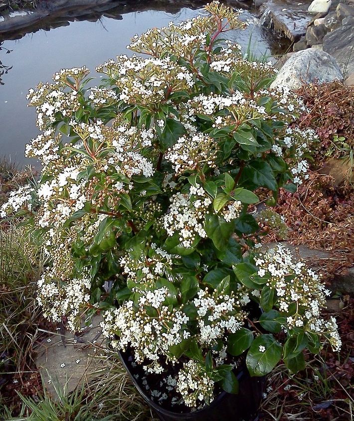 q plants in bloom today in the nursery 21 pictures, gardening, Viburnum tinus Spring Bouquet