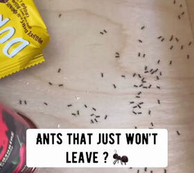 Never deal with ants again after seeing this simple trick