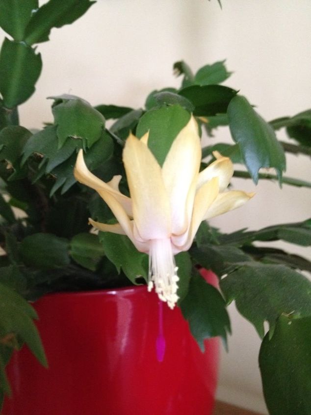 christmas cactus bloom, flowers, gardening, home decor, It used to have bright pink flowers Now they re yellowish white