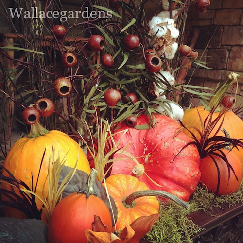 pumpkins on porches pumpkinideas gardenchat, container gardening, gardening, seasonal holiday d cor, Bling So much fun to pack a window box with pumpkins PumpkinIdeas windowboxes containergardens