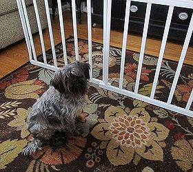 great new use for those unwanted crib rails doggie gate, pets animals, remodeling, Louie is not sure he s happy about this but he will be when Lucy visits I think there are situations that this may work for the kiddos