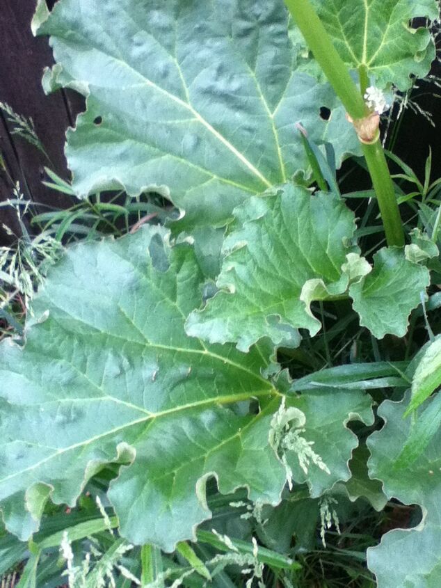 q a mystery plant has shown up in my flower bed any one know what it is, flowers, gardening