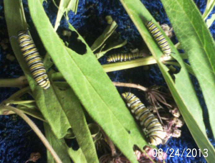 monarch caterpillars, flowers, gardening, pets animals