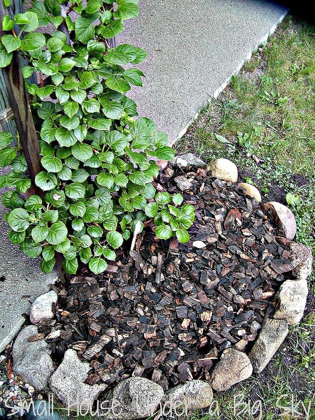 japanese beatles on climbing hydragnea, flowers, gardening, hydrangea, These climbing hydrangeas have been in this spot about 5 years and are doing fine Note they have a lot of airflow