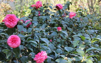 Camellias in January