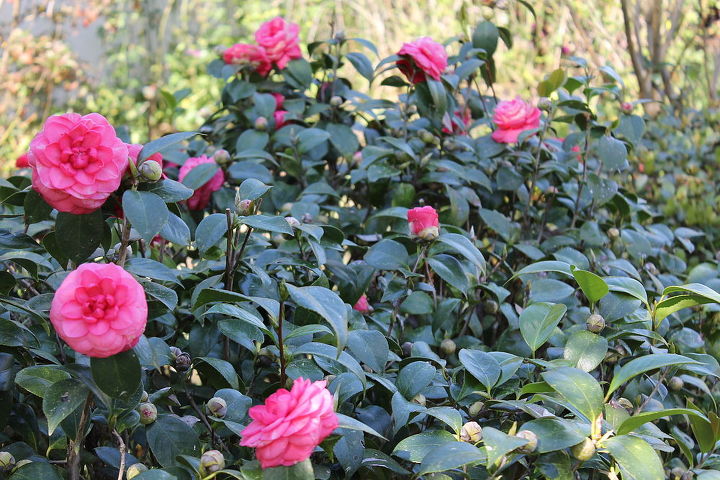 camellias in january, flowers, gardening