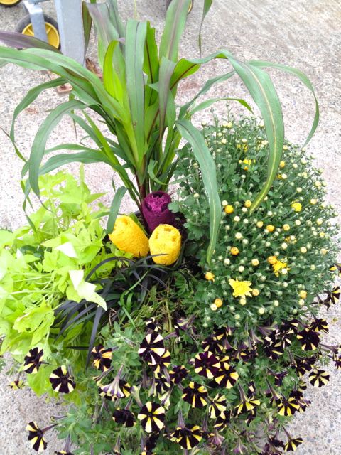 fall mum s add instant color, flowers, gardening, This was a summer planter that had blown out annuals Fresh additions were millet a mum and a couple of loofah picks for some pop See below for before and during pictures