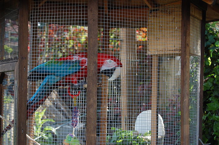 my backyard habitat, gardening, outdoor living, patio, pets animals, Macaw in cage