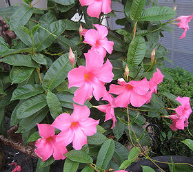 mandevilla springs to life a great mothers day gift elegant, container gardening, flowers, gardening, Magnificent Trumpet Shaped Flowers