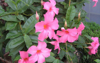 Mandevilla Springs to Life | A Great Mothers Day Gift!