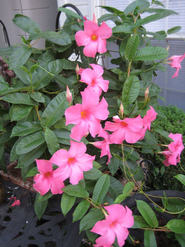 mandevilla springs to life a great mothers day gift elegant, container gardening, flowers, gardening, Magnificent Trumpet Shaped Flowers