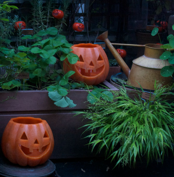 halloween in my urban garden jack o lanterns are birdwatchers, container gardening, flowers, gardening, halloween decorations, outdoor living, pets animals, seasonal holiday decor, succulents, urban living, HALLOWEEN 2011 A time when the clematis allowed strawberries to grow in its home view three