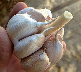how to plant garlic, gardening, homesteading, You can use organic garlic from the farmers market but don t use the kind at the grocery store It s usually sprayed with chemicals and stuff that keeps it from sprouting Take off the outside paper so you can see the cloves