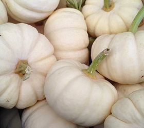heirloom pumpkins gourds and squashes, gardening, seasonal holiday d cor, Everybody loves these mini white pumpkins perfect all on their own