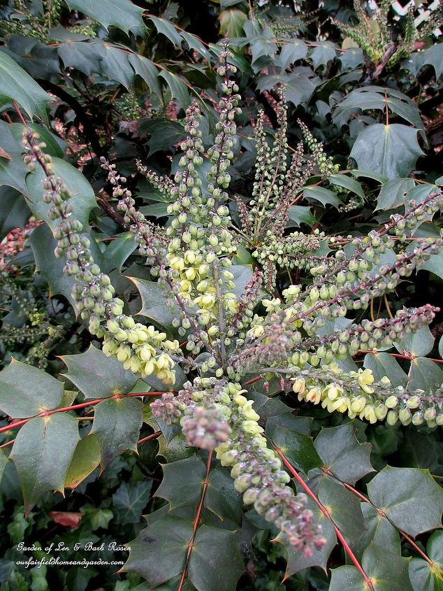 heart amp home valentine s day, gardening, Mahonia Japonica beginning to bloom in mid January