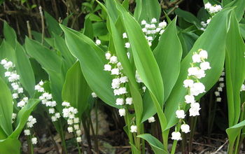 Get Control of Invasive Lily of the Valley
