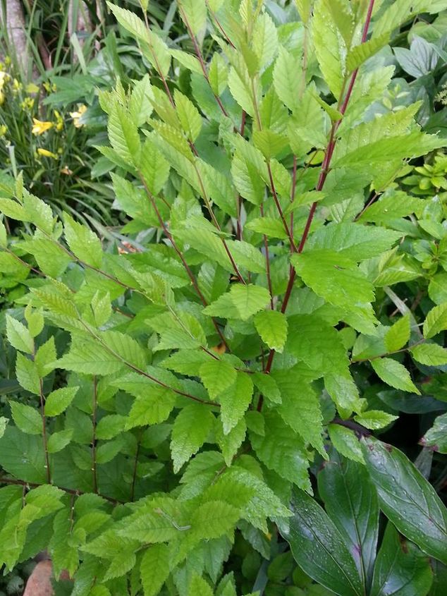 mystery shrub tree in my garden, flowers, gardening