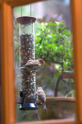 the back story part one of tllg s rain or shine feeders, outdoor living, pets animals, This image of house finches partaking in food from the Droll was featured in a story