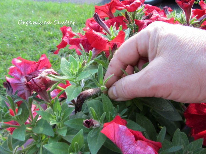 deadheading the beauty bane of flower gardening, flowers, gardening, Remember to remove the dried bloom and the seed producing area of the stem