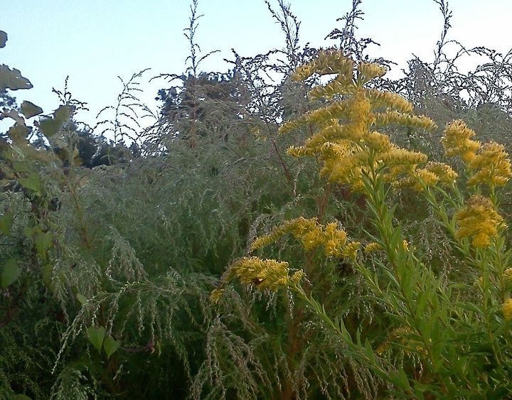 who is guilty as charged ragweed or goldenrod, gardening, Ragweed and Goldenrod