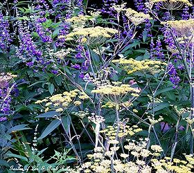 spring is just around the corner start planning, flowers, gardening, hydrangea, Tall regal Vitex and Bronze Fennel a favorite of our finches