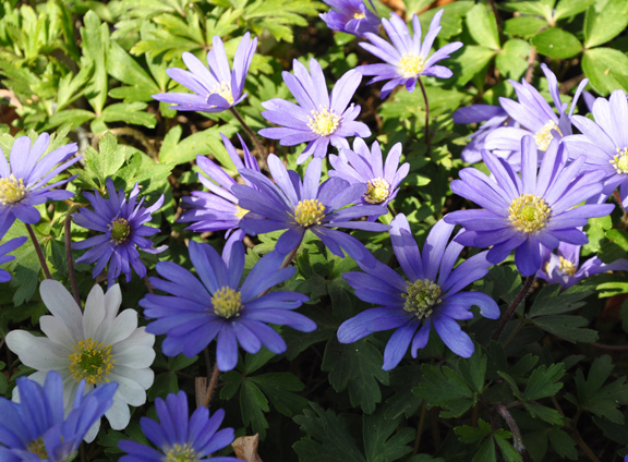 get an jumpstart on spring with small scale bulbs, flowers, gardening, Perfect under trees Anemone blanda Blue Star and Anemone blanda White Splendour are daisy like beauties that naturalize well For best results soak the hard corms in water overnight