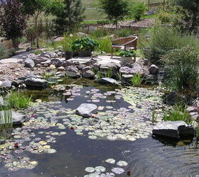 a before and after makeover of an arvada co backyard, go green, outdoor living, ponds water features, After construction this pond in Arvada CO houses lilies koi and lotus plus a plethora of other water plants