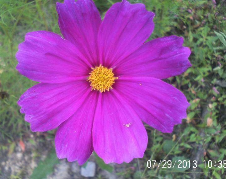 just some of the flowers in our yard, flowers, gardening, Cosmo