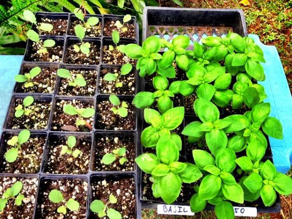 hydrating seed to stimulate germination, gardening