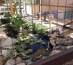 kitty outdoor arena, landscape, outdoor living, ponds water features, A closer look