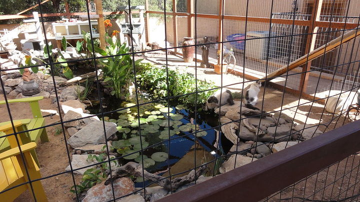 kitty outdoor arena, landscape, outdoor living, ponds water features, A closer look