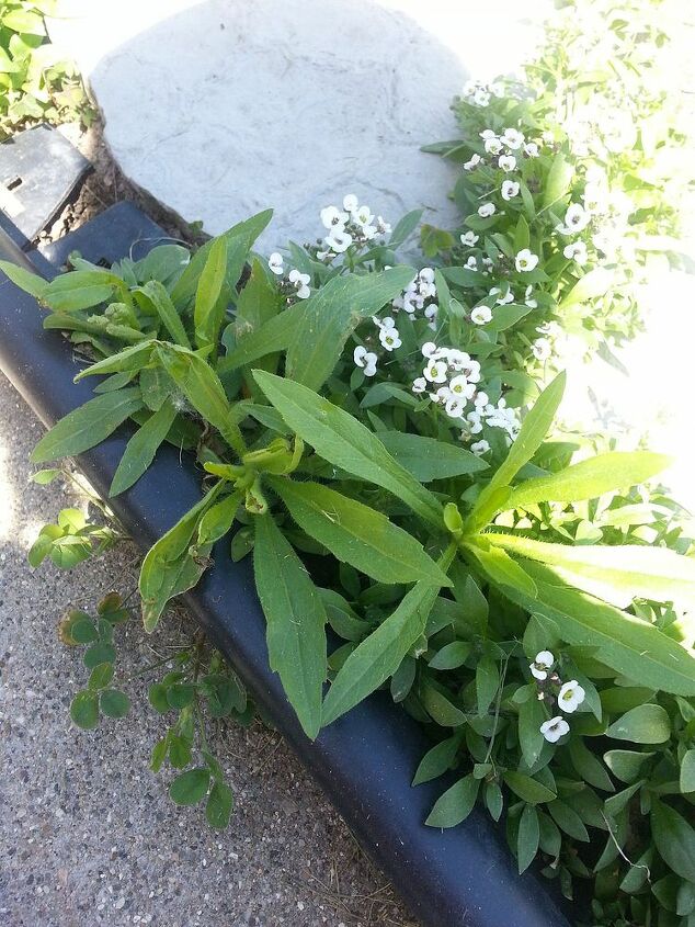 the bane of my gardens existence, Fuzzy weed