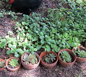 another terra cotta pot edging, flowers, gardening, Hen and chicks