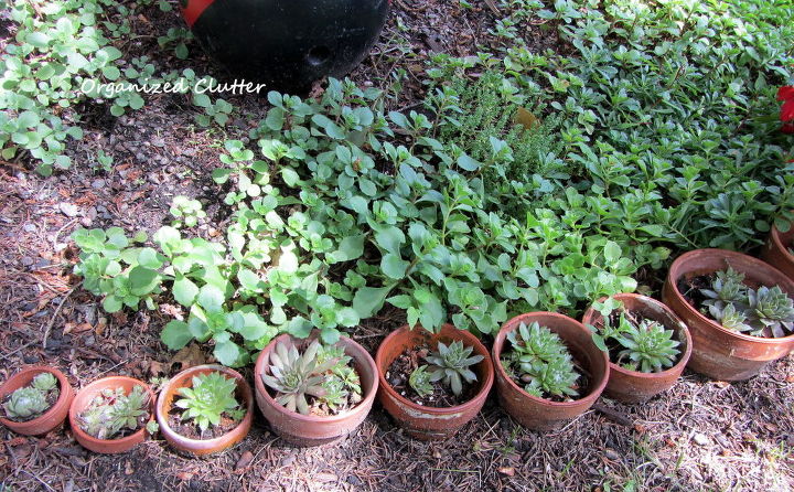 another terra cotta pot edging, flowers, gardening, Hen and chicks