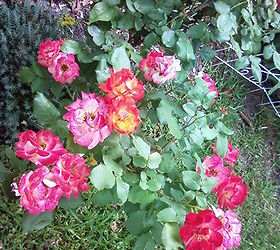 flowers, flowers, gardening, Love the multi colored roses