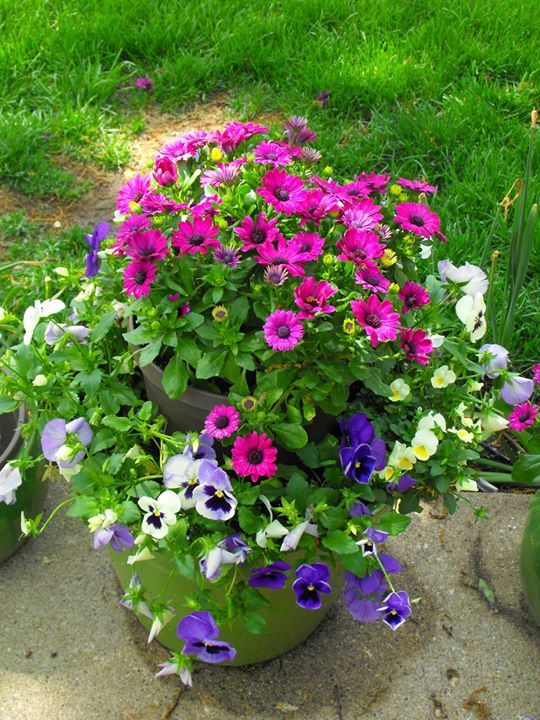 spring, container gardening, easter decorations, flowers, gardening, seasonal holiday d cor, Spring container top container tucked inside the bottom container of pansies