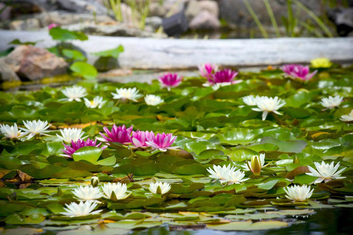 wondrous waterlilies, flowers, gardening, ponds water features