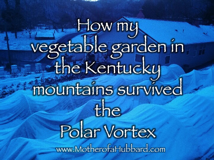 my vegetable garden survived the polar vortex, gardening