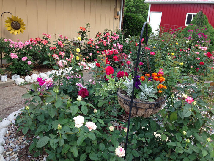 planning a wine and rose tour, container gardening, gardening, Hybrid teas and floribunda garden view
