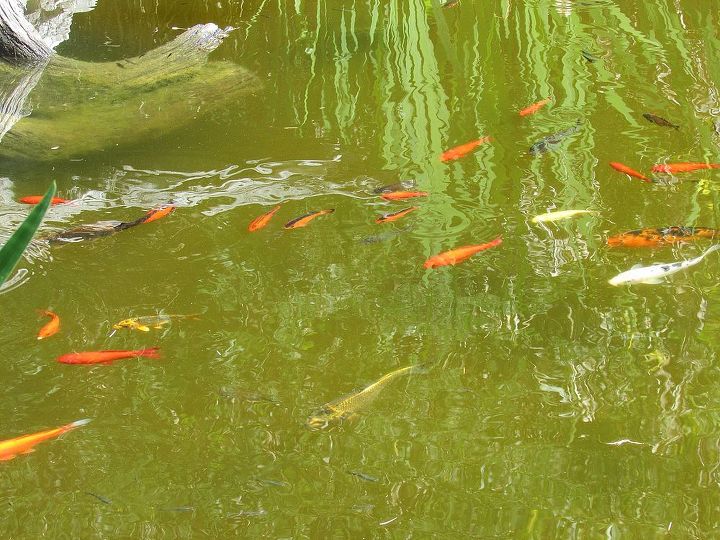 q koi pond care, outdoor living, ponds water features