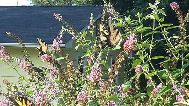 my butterfly garden, gardening, pets animals, So many It is hard to get them in 1 picture