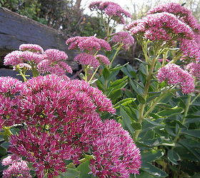 the bee attraction, gardening, The vibrant fall pink color is incredible
