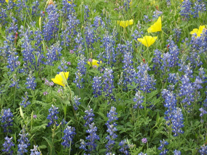 spring in texas, gardening