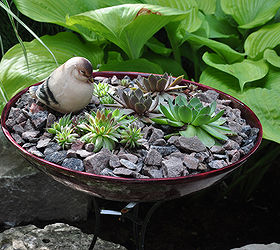 a garden in the shade, A small container planting of succulents