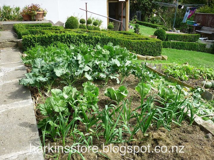 vegetable garden, gardening, The winter vegetable garden is going well