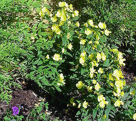 honored to host our first home garden tour this spring, flowers, gardening, outdoor living, Our Ozark Sun Drops the yellow flowers were quite a hit They were in full bloom in a row at the base of Nandina shrubs by the wood fence