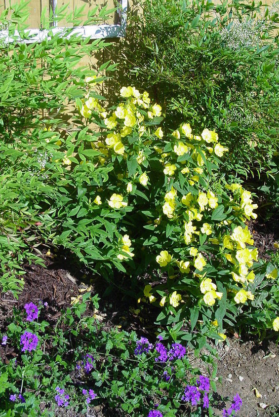 honrado de acoger nuestra primera gira de jardn de la casa esta primavera, Nuestras Ozark Sun Drops las flores amarillas fueron todo un xito Estaban en plena floraci n en una fila en la base de los arbustos de Nandina por la valla de madera