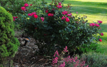 Shrub Roses: Add Carefree Color to Your Garden