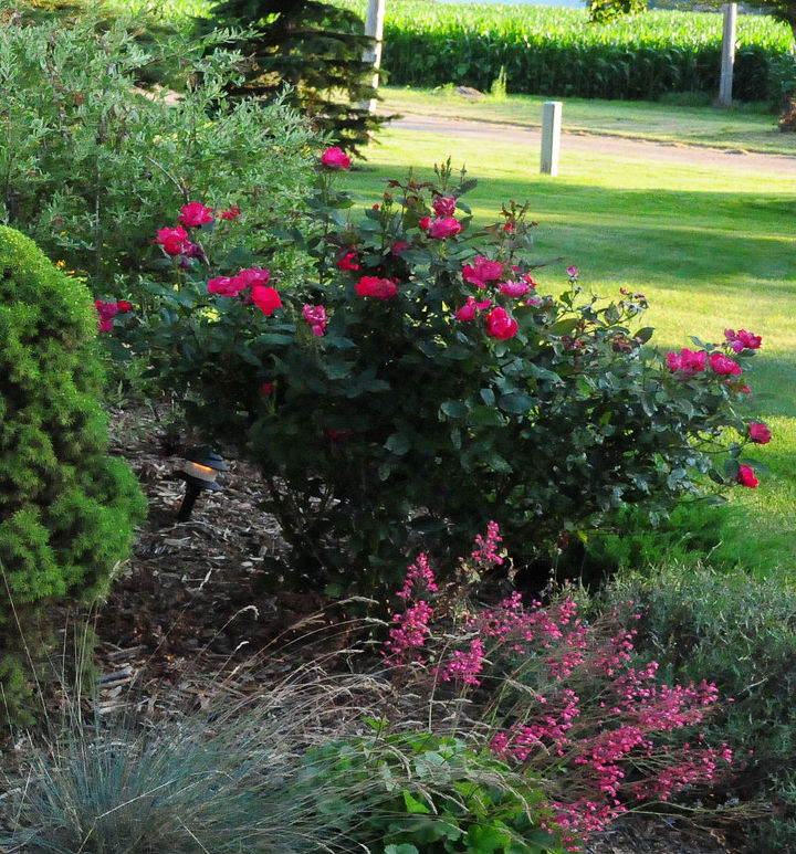 knock out and nearly wild roses adding carefree color to the garden, gardening, Knock Out Rose in double red They never need deadheading though you can to encourage growth These shrub roses bloom from May through Oct
