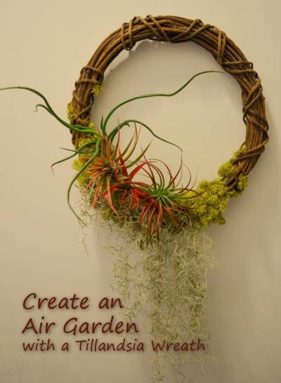 create an air garden with a tillandsia wreath, crafts, gardening, wreaths, Create your own Air Garden With minimal upkeep these gardens can stay up year round Offering 365 days of beauty